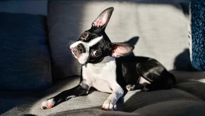 Dlaczego pies przechyla głowę? Naukowcy odkryli powód.