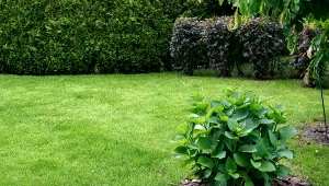 Rozlejesz i koniec z pędrakami. Trawnik migiem się zagęści 