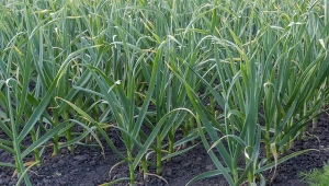 Rozpuść w wodzie i podlewaj czosnek od kwietnia. Będzie się czym pochwalić