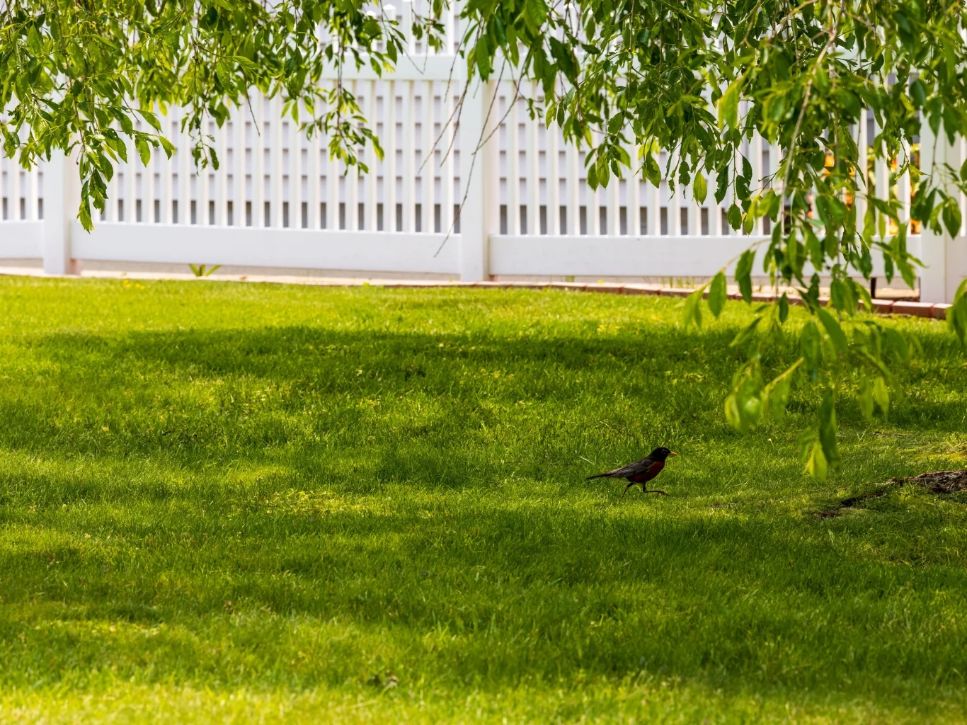 szczegółowo zielony trawnik z pojedynczym ptakiem spacerującym pośród cienia rzucanego przez gałęzie drzewa, w tle biały ogrodzenie o regularnych szczebelkach