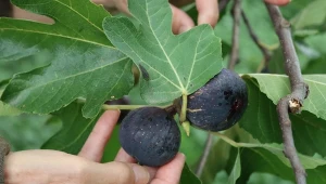Jak pielęgnować figę w doniczce? Zaskakujące triki na obfite plony