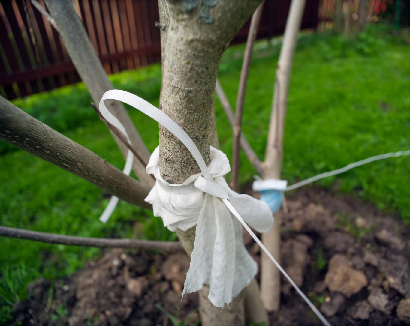młode drzewko zabezpieczone białą taśmą i materiałem, rosnące na zielonym trawniku w ogrodzie, w tle kawałek ogrodzenia