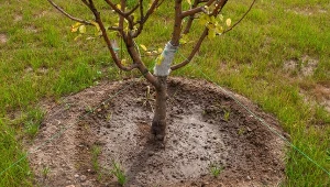 Po co sadownicy oklejają drzewa taśmą? Gdy poznasz powód, zrobisz to samo
