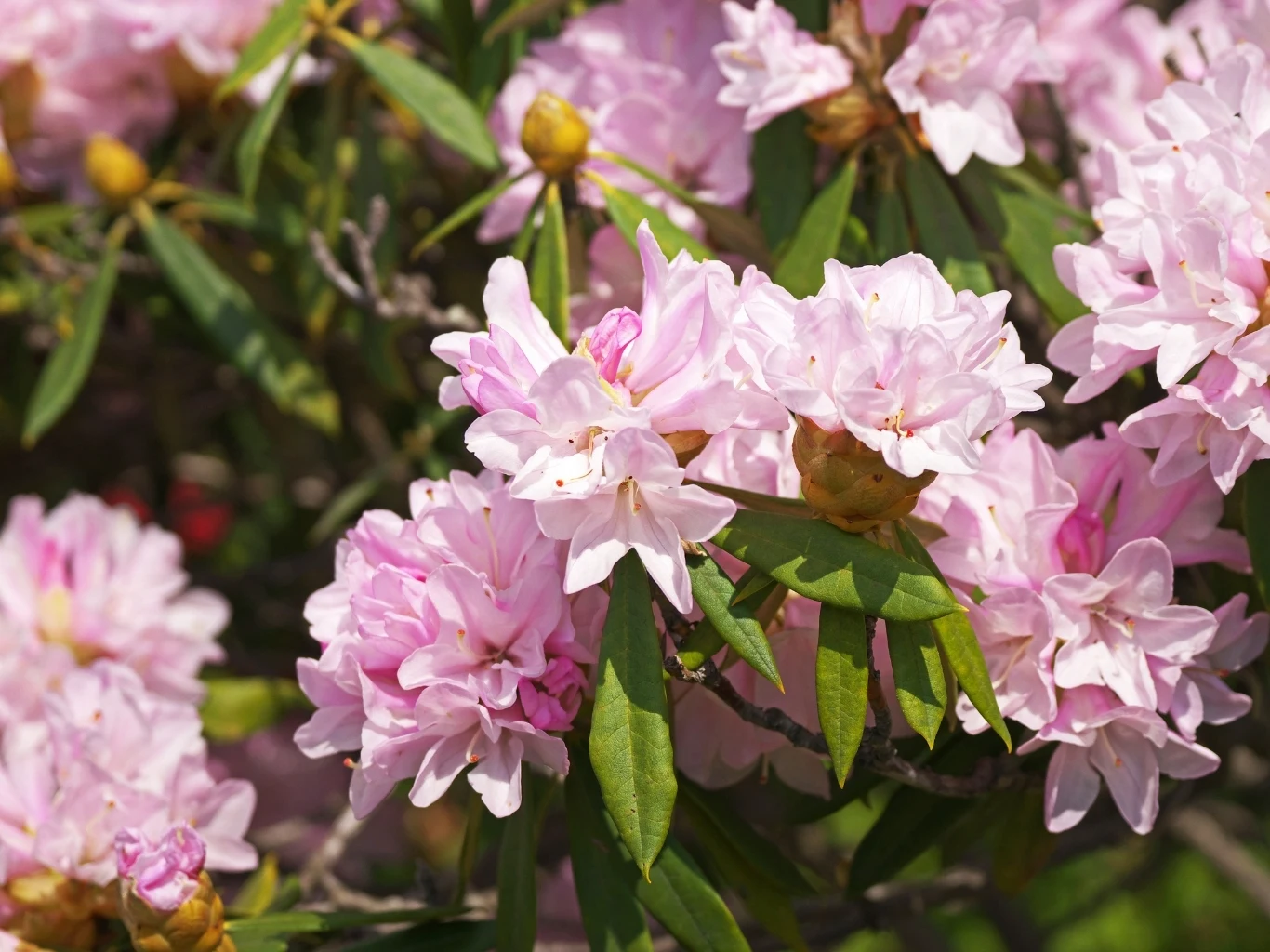jasnoróżowe kwiaty rododendronu zebrane w gęste, okazałe grona, otoczone podłużnymi, ciemnozielonymi liśćmi, całość oświetlona naturalnym światłem