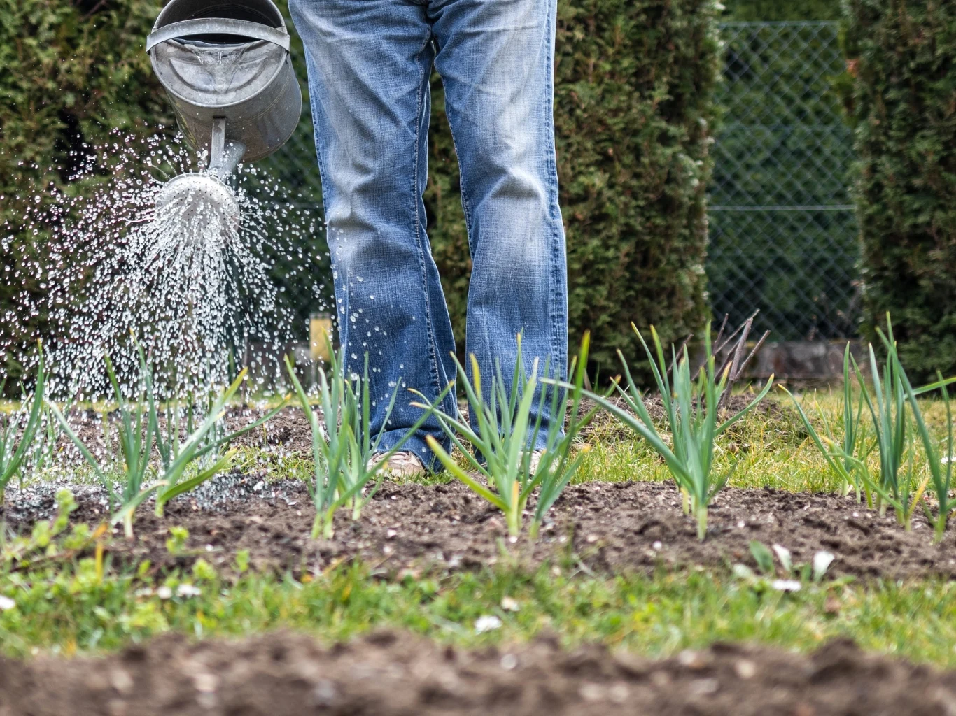 osoba w dżinsowych spodniach podlewa młode rośliny ogrodowe metalową konewką, w tle zielone krzewy i siatka ogrodzeniowa