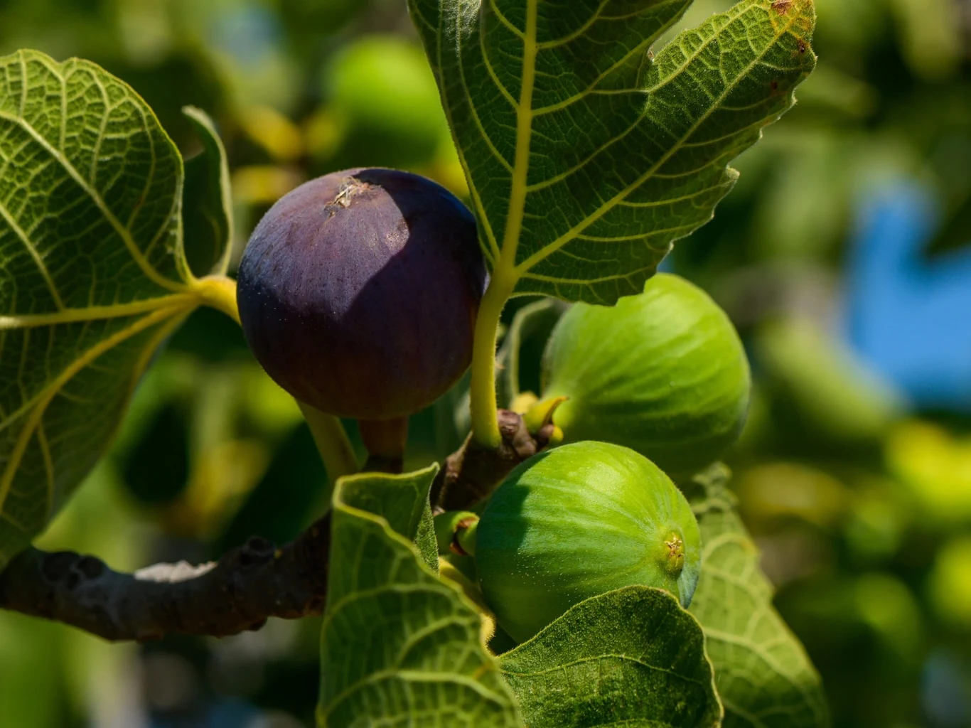 dojrzała figa o ciemnofioletowej skórce obok dwóch jasnych, zielonych owoców na tle dużych, soczystych liści drzewa figowego