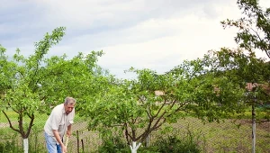 W kwietniu syp, gdzie popadnie. Naturalnie użyźnia jałową glebę 