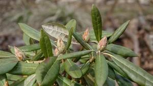 Jak wesprzeć rododendron na początku wiosny?