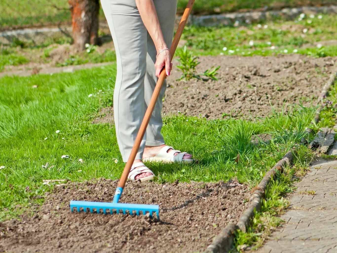 Osoba w jasnych spodniach i sandałach grabi ziemię w ogrodzie za pomocą niebieskich grabi, stojąc przy krawędzi ścieżki z kostki brukowej.