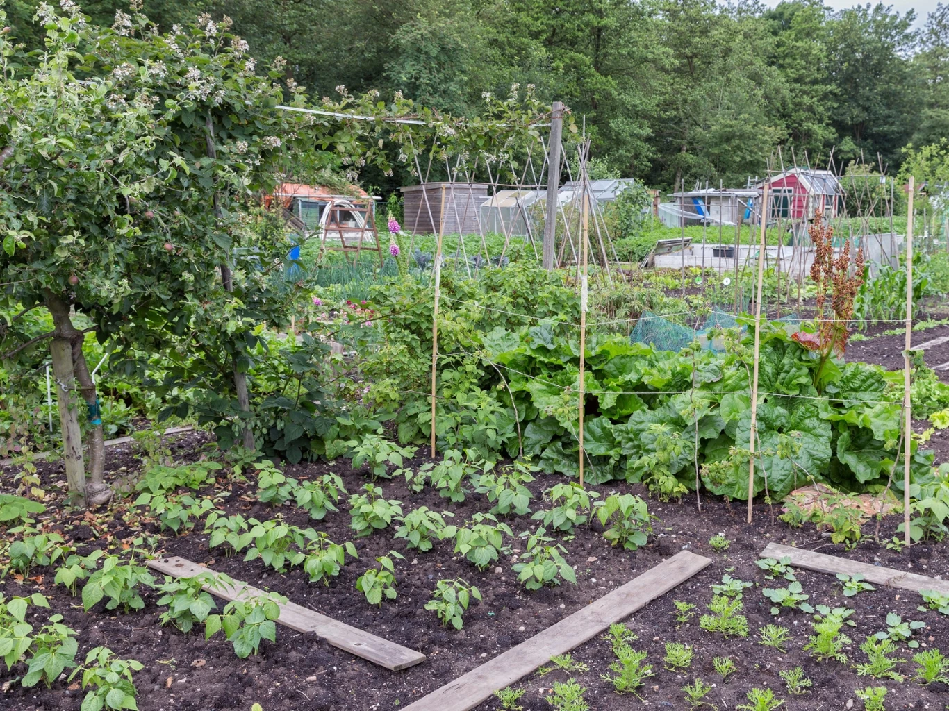 grządki warzywne z widocznymi rzędami młodych roślin, drewniane deski ułatwiające przejście między uprawami, po lewej stronie drzewo owocowe, w tle zielone krzewy i szklarnie ogrodowe