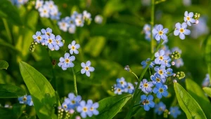 Pozwól bylinie na opanowanie rabat. Wypełni pustki i zadba o glebę