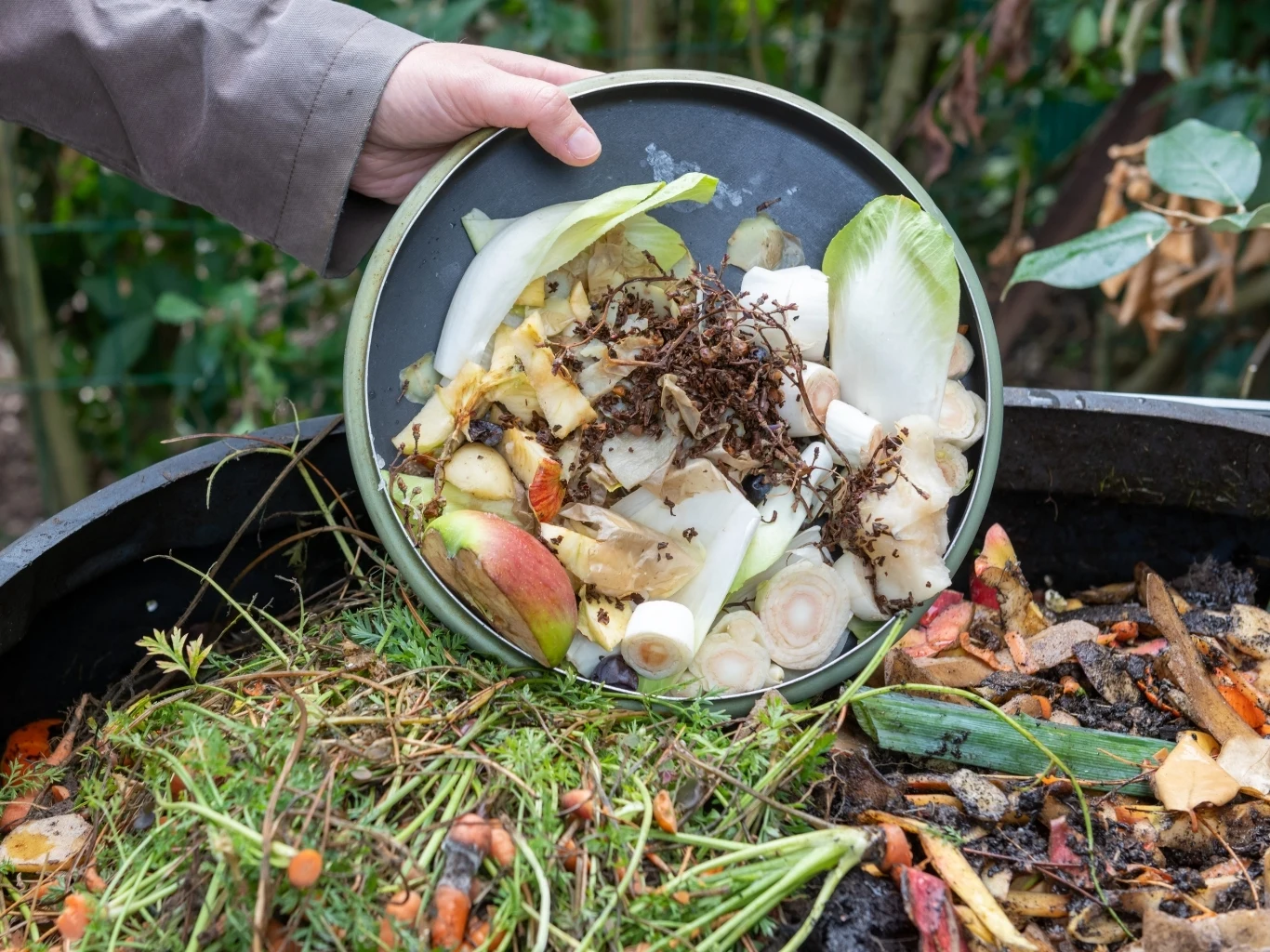Talerz z resztkami warzyw, owoców i obierkami jest opróżniany do dużego kompostownika, wokół widoczne są różne organiczne odpady, jak marchewki, liście i kawałki warzyw.