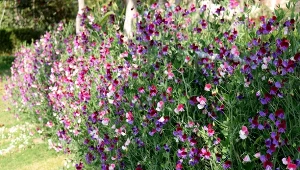 Ożywi puste przestrzenie i stworzy kolorową ścianę. Kwiaty ma jak motylki