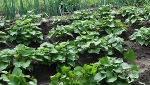 Kup w markecie i sadź jak ziemniaki. Zbierzesz słodki i duży plon