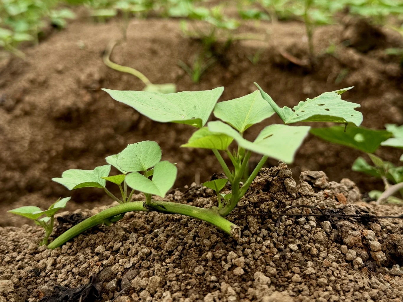 zielona młoda roślina wyrastająca z luźnej, wilgotnej ziemi, z wyraźnie widocznymi szerokimi liśćmi na krótkiej łodydze, na tle ogrodowej grządki