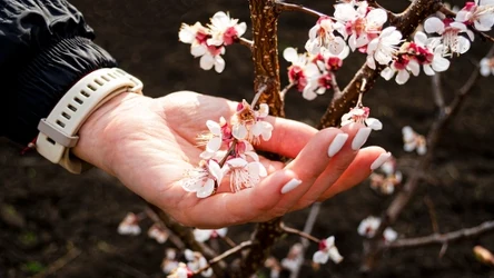 Z wiosennego spaceru warto przynieść do domu młode gałązki. Zgodnie z dawnym przesądem zapewni to szczęście i dostatek.