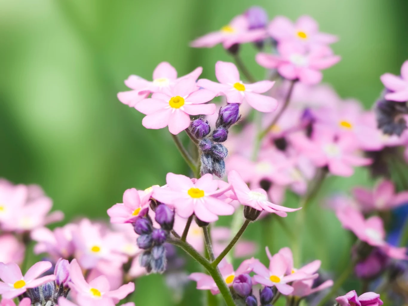 Różowe kwiaty niezapominajki z żółtymi środkami na zielonym, rozmytym zielonym tle.