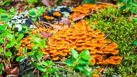 Umiejętności grzybów są niezwykłe. Okazuje się, że potrafią sterować deszczem