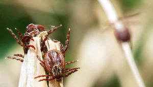 Wobec kleszczy nie musimy być bezradni. Poradzi sobie z nimi ziemia okrzemkowa