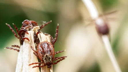 Wobec kleszczy nie musimy być bezradni. Poradzi sobie z nimi ziemia okrzemkowa