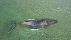 Humbak Timmy jest uwięziony na Bałtyku od wielu dni
