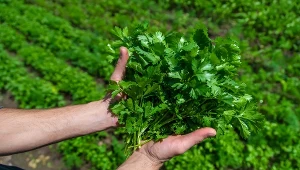 Pietruszka nadaje się nie tylko do sałatek