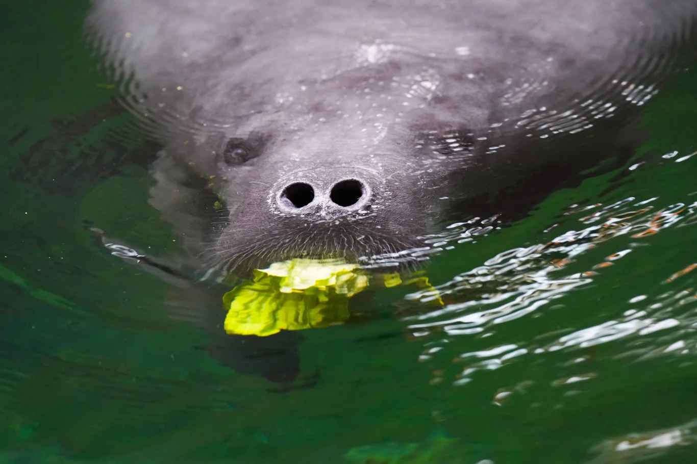 Manat z wrocławskiego zoo wyjechał do Belgii