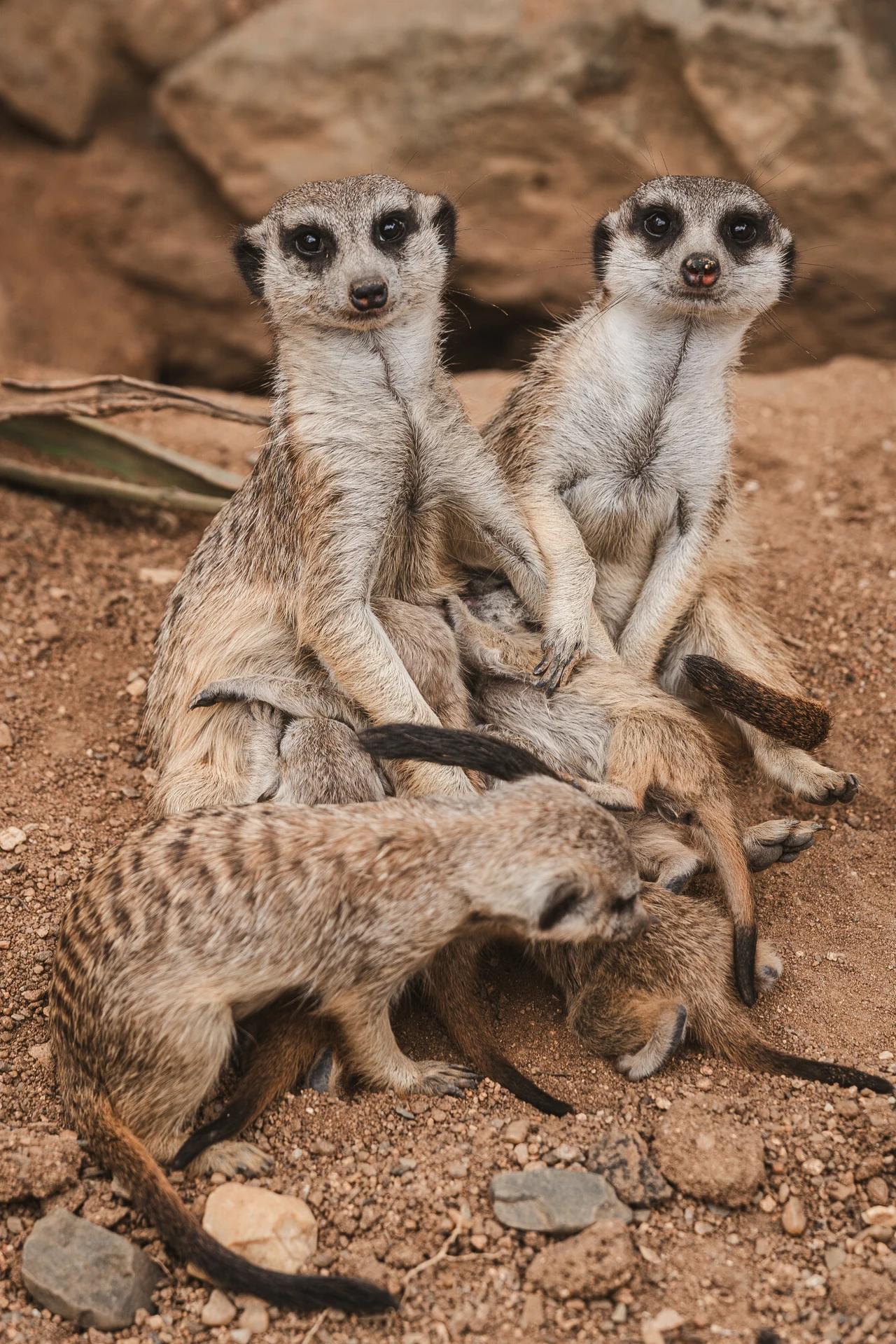 Surykatki trafiły do gdańskiego zoo Grupa surykatek siedzących na ziemi, dwie dorosłe osobniki czujnie obserwują otoczenie, podczas gdy młode bawią się i przytulają do nich.