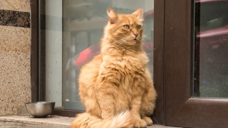 Kotka wróciła do domu po 11 latach, a pomógł polski czip (zdjęcie ilustracyjne)