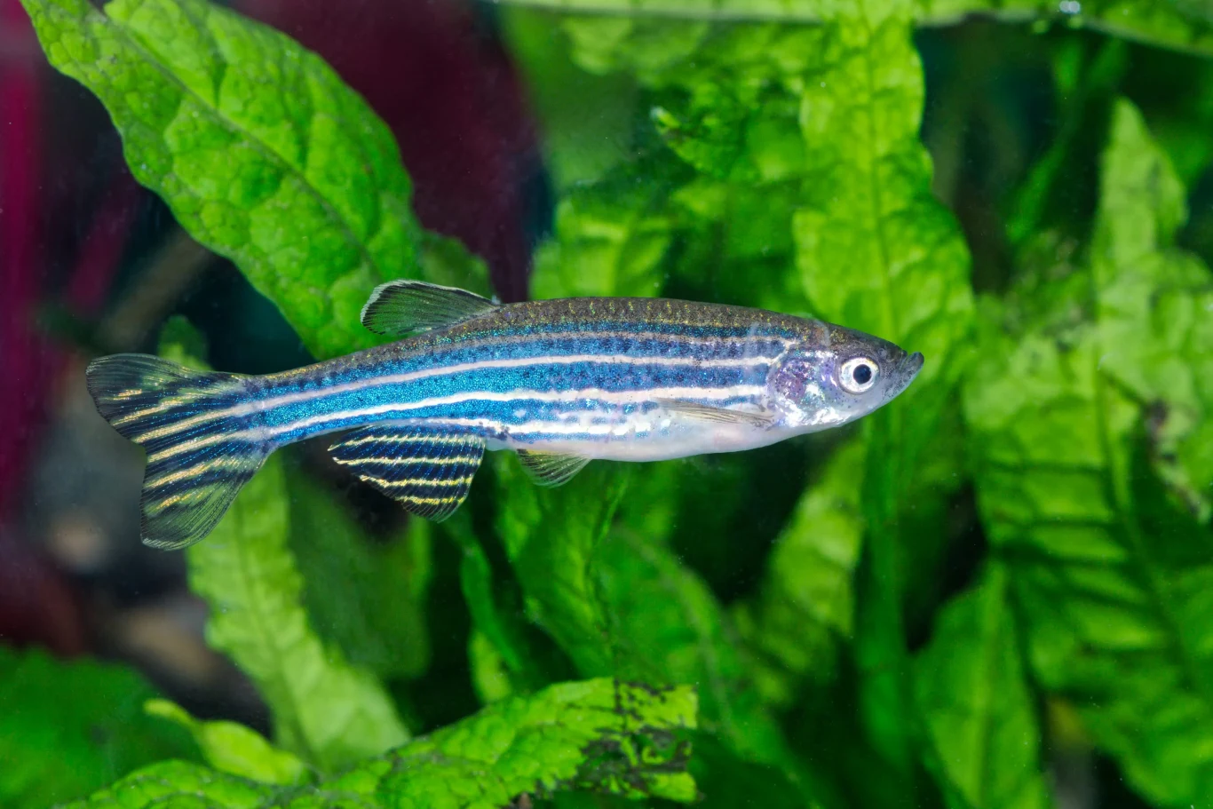 Danio pręgowany to rybka akwariowa, która może nam pomóc w walce z rtęcią Ryba akwariowa zebrano o srebrzystym ciele i wyraźnych niebiesko-czarnych pasach poziomych na tle zielonych roślin wodnych.