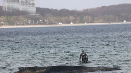 Humbak wciąż tkwi na płyciźnie Bałtyku. Ciężko go będzie uratować