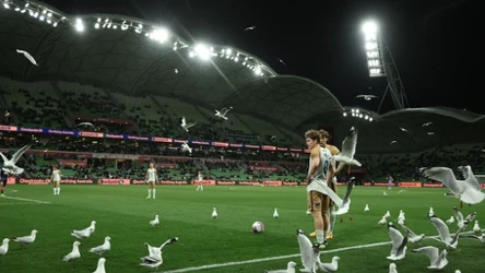 Mewy podczas meczu australijskie A-League między Melbourne Victory and Newcastle Jets 