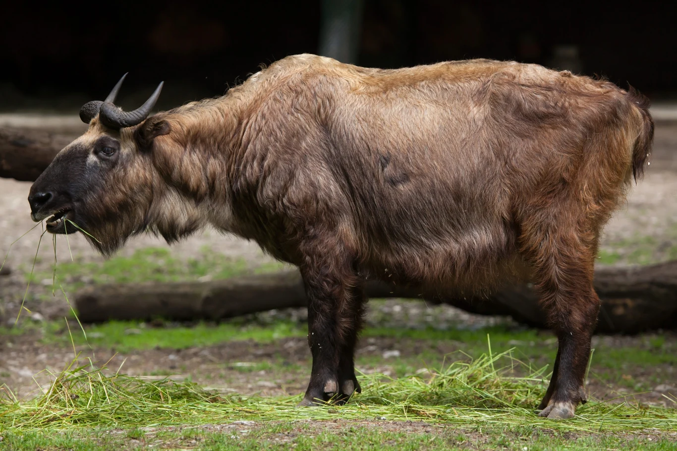 Mishmi takin (Budorcas taxicolor taxicolor). Mishmi takin (Budorcas taxicolor taxicolor).