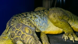 Psitakozaur był dinozaurem o papuzim dziobie. Żył w epoce kredy