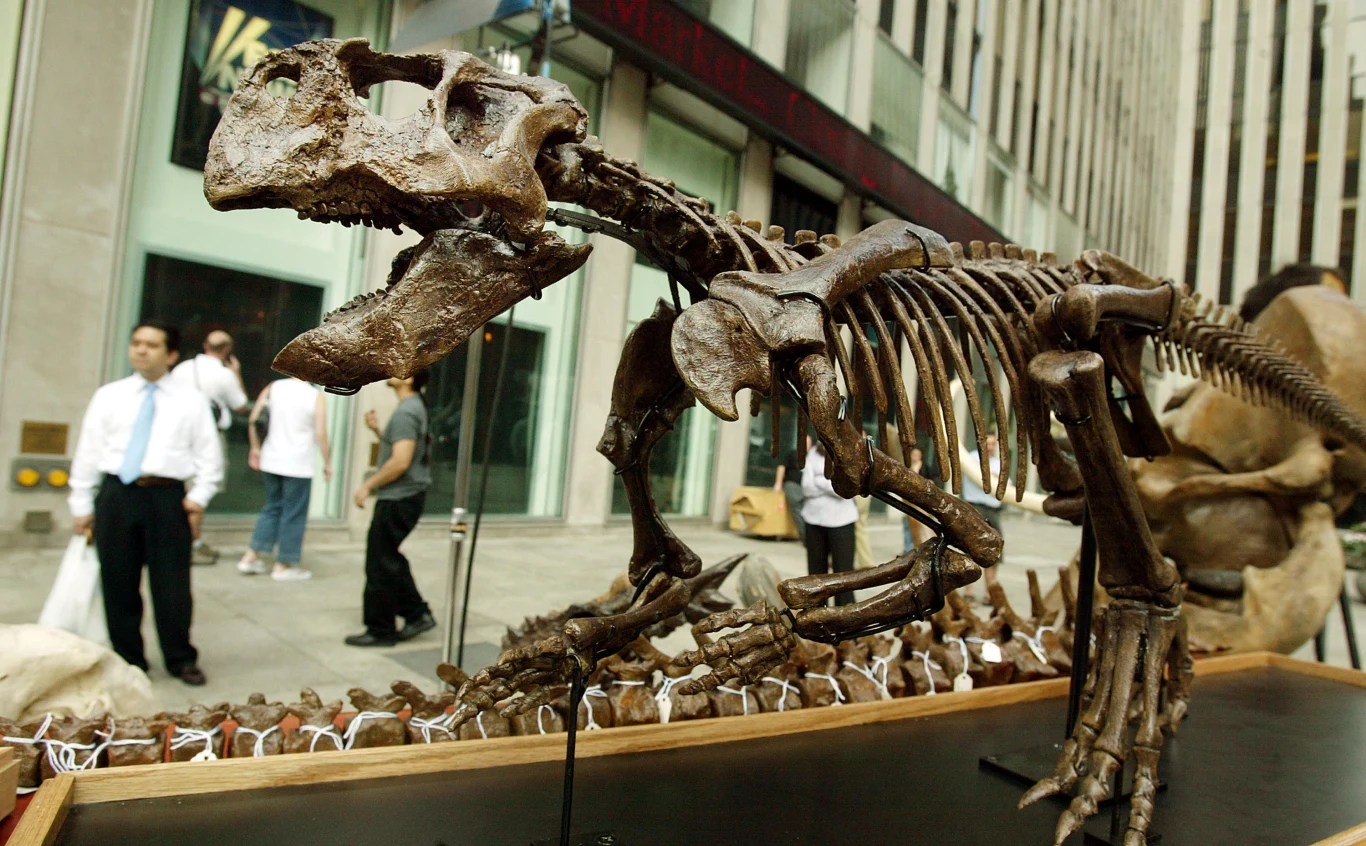 Szczątków psitakozaurów znaleziono mnóstwo, począwszy od wyprawy na Pustynię Gobi w 1922 r. szkielet dinozaura ustawiony na ekspozycji na tle nowoczesnych budynków miejskich, w oddali przechodnie przyglądający się instalacji