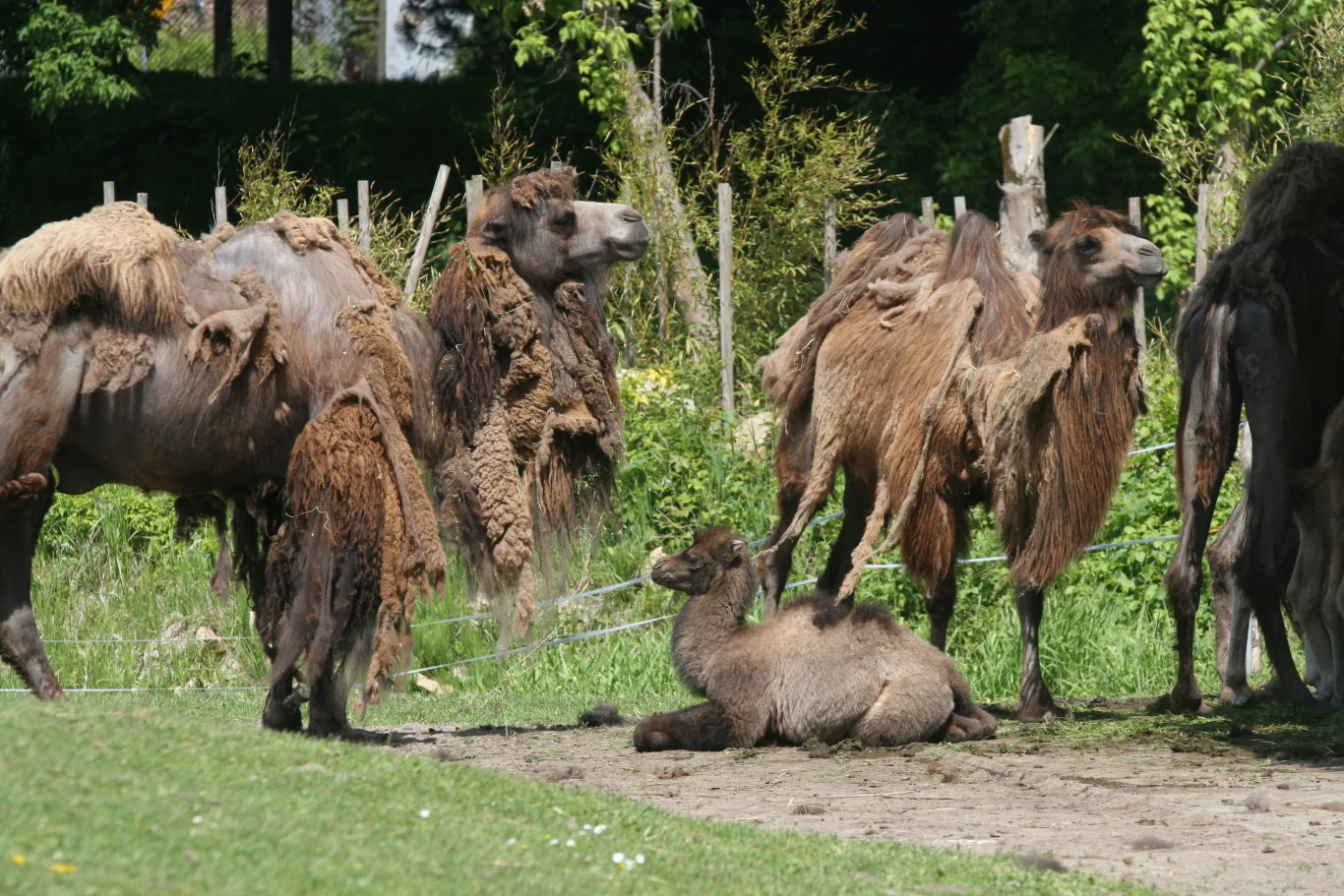 grupa wielbłądów o grubym, liniejącym futrze stoi i odpoczywa na zielonej trawie, jedno młode zwierzę leży na ziemi w centrum kadru