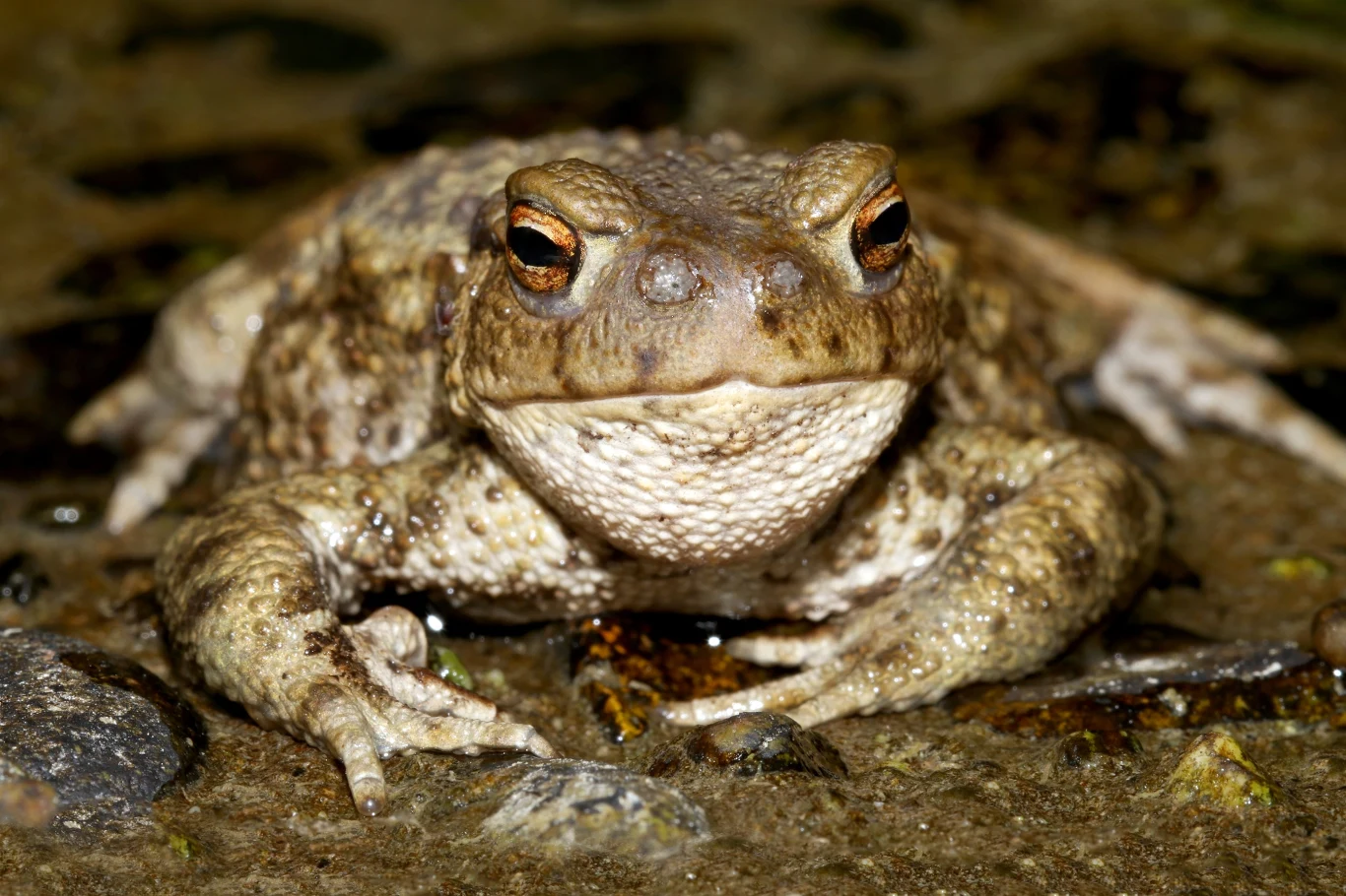 Common Toad (Bufo bufo) with Toadfly larvae (Lucilia bufonivora) near its nostrils, Amsterdamse Waterleiding Duinen, North Holland, The Netherlands