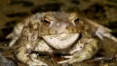 Common Toad (Bufo bufo) with Toadfly larvae (Lucilia bufonivora) near its nostrils, Amsterdamse Waterleiding Duinen, North Holland, The Netherlands