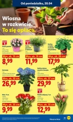 Tydzień w hiszpańskim stylu - Lidl