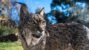 Ryś iberyjski zwany pardelem to gatunek występujący jedynie na Półwyspie Pirenejskim