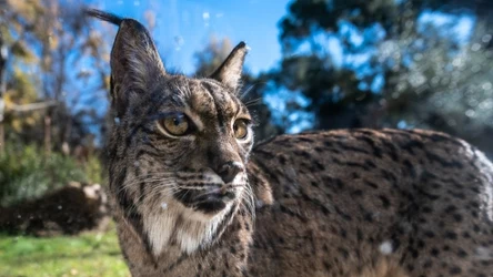 Ryś iberyjski zwany pardelem to gatunek występujący jedynie na Półwyspie Pirenejskim