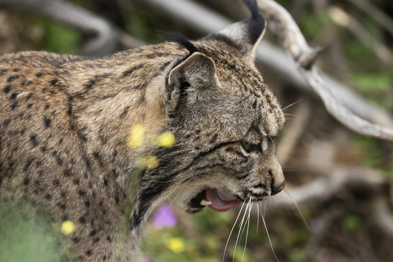 rys o wyraźnie zaznaczonych czarnych pędzlach na uszach, z widocznym otwartym pyskiem i wydatnymi wąsami, otoczony naturalną roślinnością w tle
