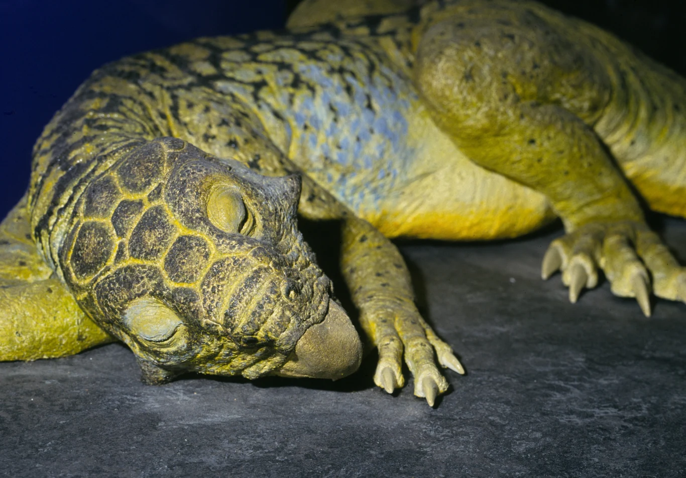 Psitakozaur był dinozaurem o papuzim dziobie. Żył w epoce kredy