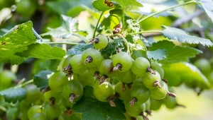 Jak nawozić agrest, by rodził słodsze owoce?