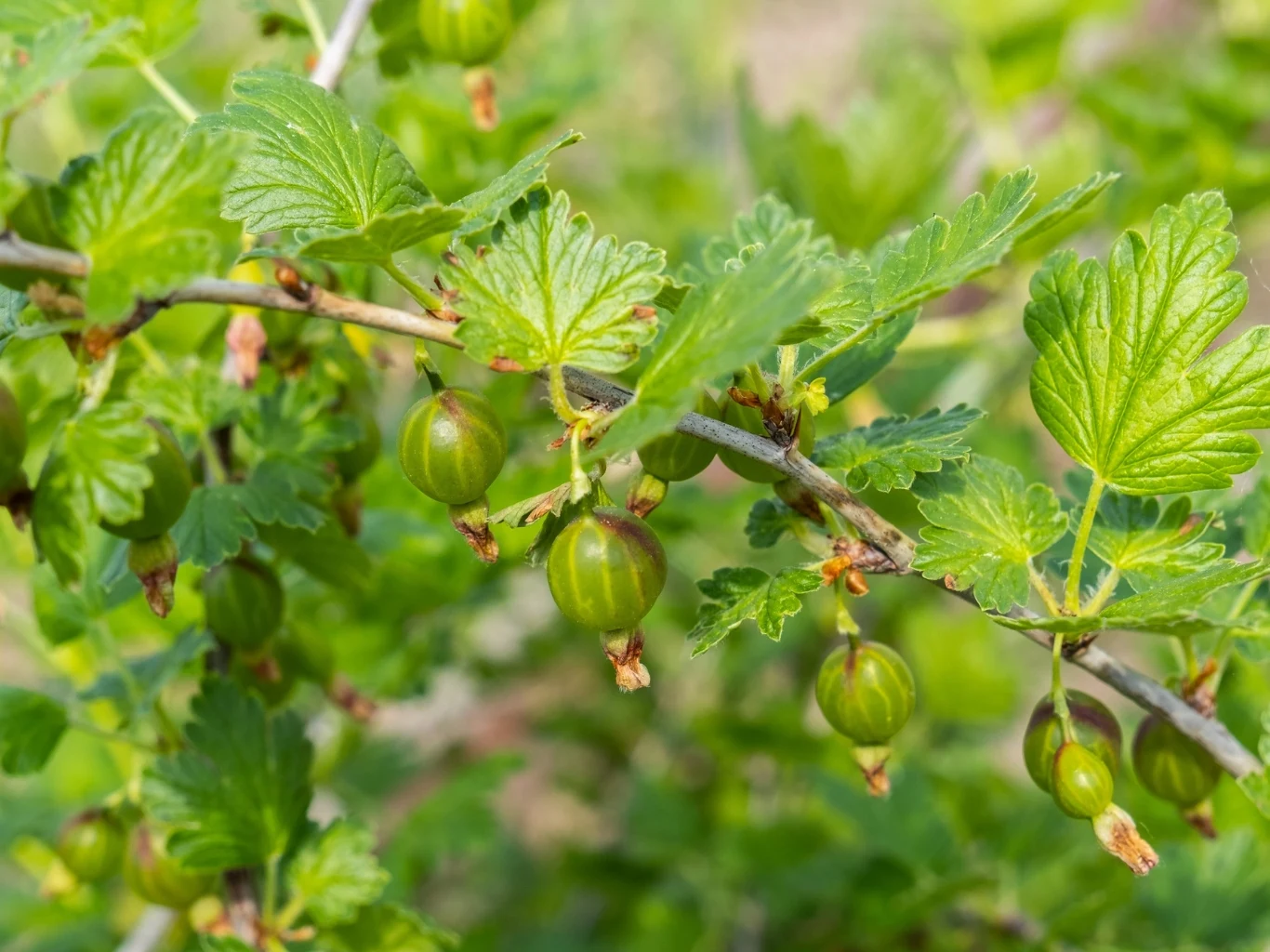 Gałązki agrestu z zielonymi, niedojrzałymi owocami otoczonymi świeżymi, jasnozielonymi liśćmi na tle rozmytej zieleni.