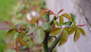 Czy pora podlewania róż ma znaczenie? Okazuje się, że ogromne.