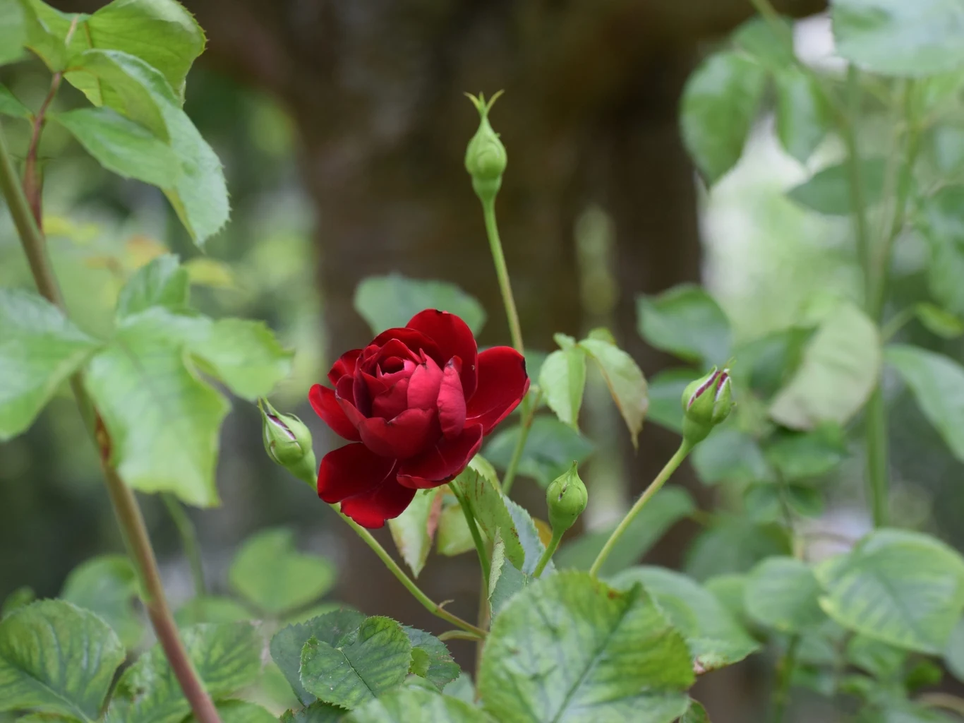 czerwony kwiat róży otoczony zielonymi liśćmi i kilkoma zamkniętymi pąkami na tle rozmytej roślinności