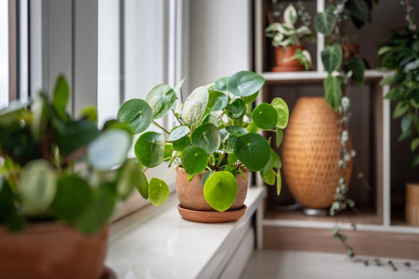Te kwiaty wprowadzają równowagę. W feng shui mają wyjątkowe znaczenie Zielona roślina doniczkowa o okrągłych liściach na parapecie przy oknie, w tle inne rośliny i dekoracyjna osłona.