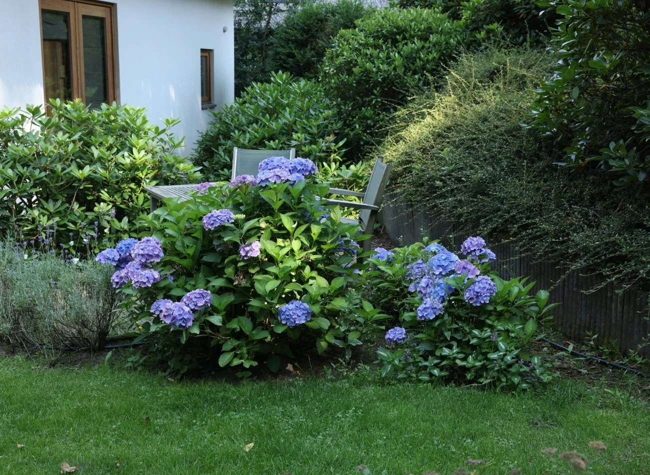 obszerne krzewy z fioletowoniebieskimi kwiatami hortensji otoczone zielonymi liśćmi, w tle fragment białego domu z oknem i drzwiami oraz drewniane ogrodowe krzesła i stół częściowo ukryte za roślinami