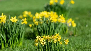 Jedna dawka wiosną i żonkile opanują ogród. Wystarczy prosty roztwór